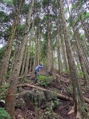 ２１）倒木だらけの登山道.jpg
