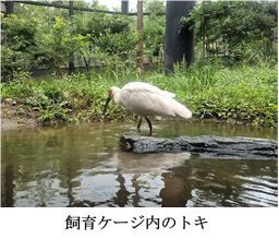 4-5ケージ内トキ.jpg