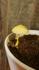 thumbnail_DSC_0364.jpg