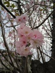 thumbnail_DSC_0172_2.jpg