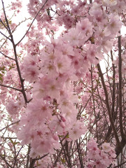 DSC_0392.JPG