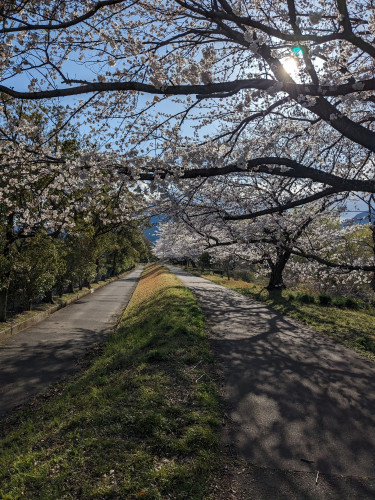 2桜.jpg