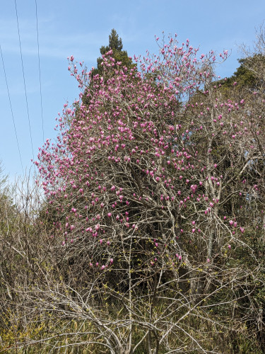 モクレンの花.jpg