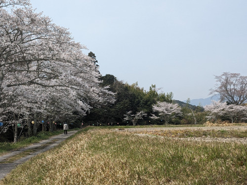 １桜並木.jpg