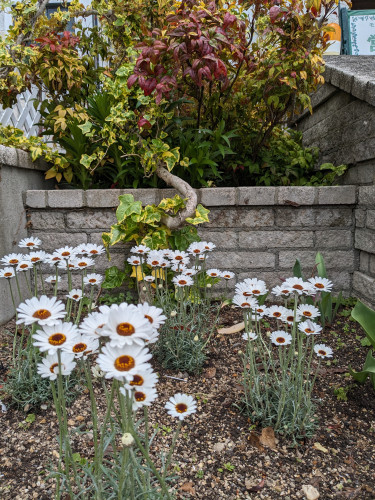 2花壇花.jpg