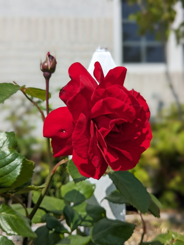 NO2花230530.jpg