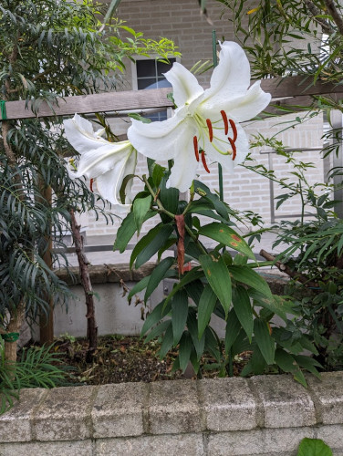 NO4花ゆり.jpg