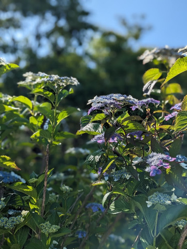 3花魁の髪飾り.jpg