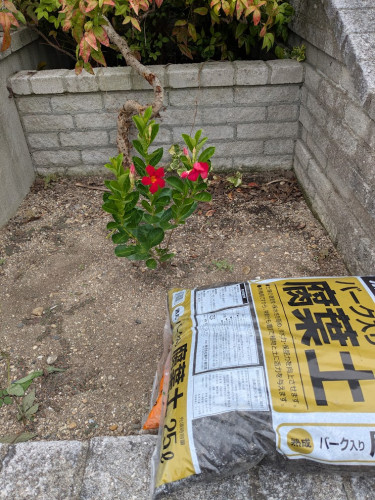 4蔓の木.jpg