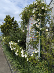 白バラが満開です。