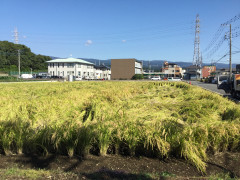 台風でも倒れない稲作り1