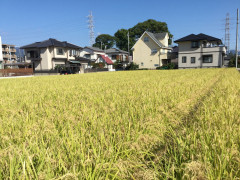 台風でも倒れない稲作り