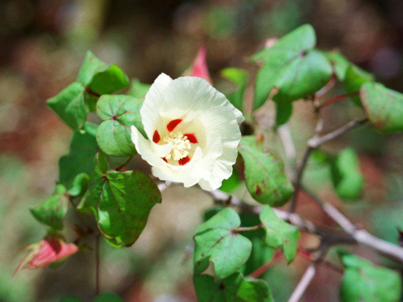 サイパンに咲く綿の花です　写真提供（ Photo by (c)Tomo.Yun ) URL(http://www.yunphoto.net )