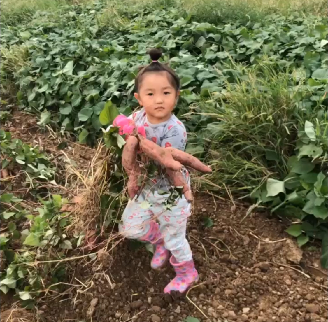 お芋掘り🍠