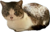 被写体.png