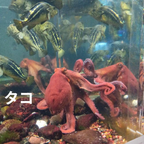 二モ.png