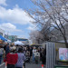 さくら祭り会場１.jpg