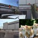 子猫捕獲HP.jpg