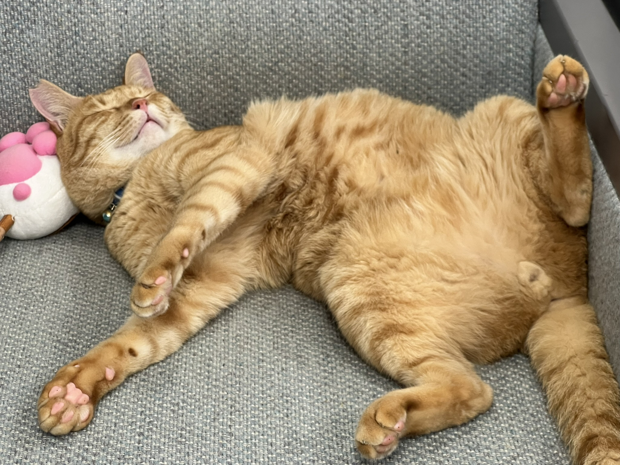令和8年度　お盆休みのお知らせです🐱