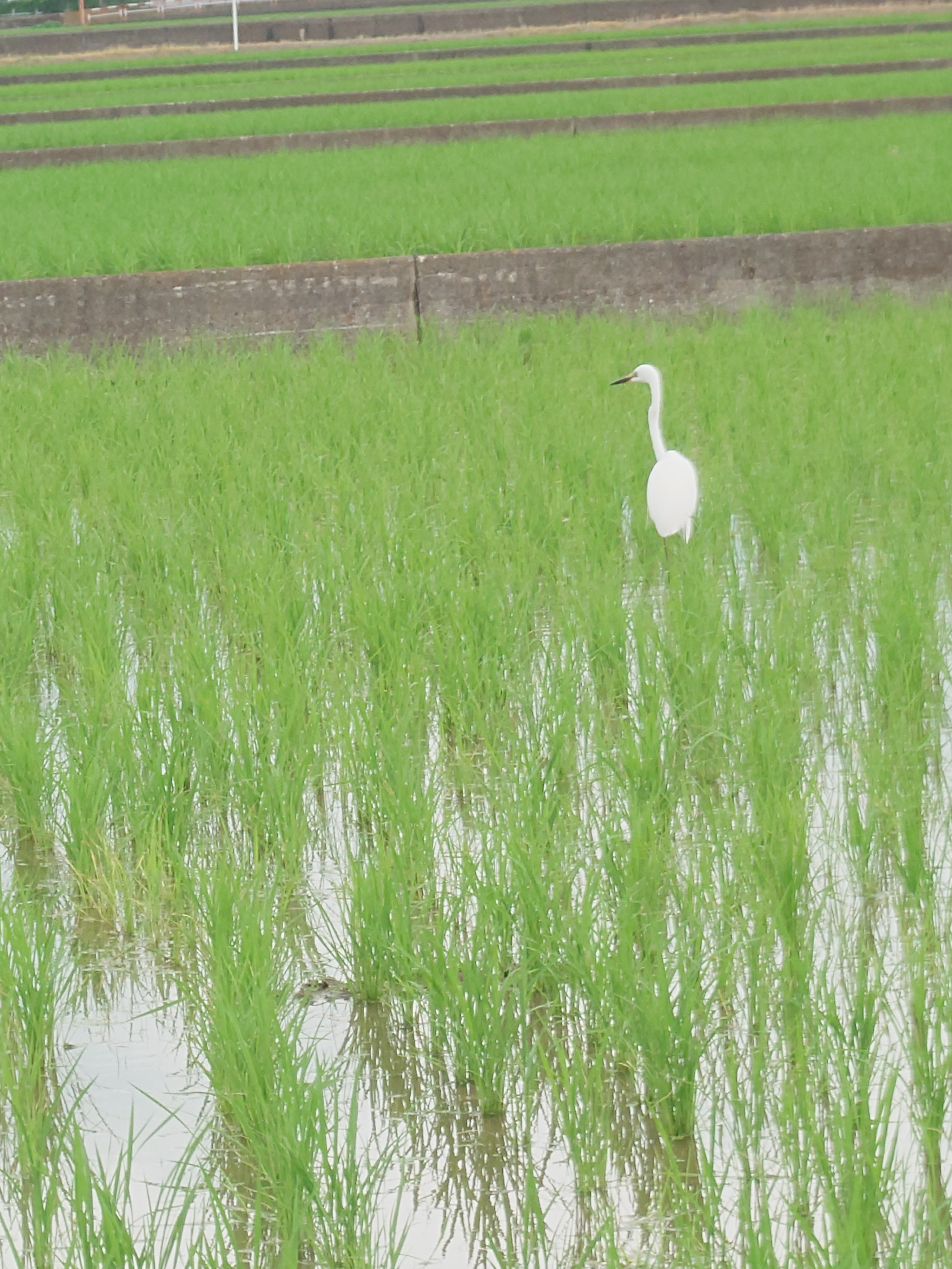 夏季休業のお知らせ