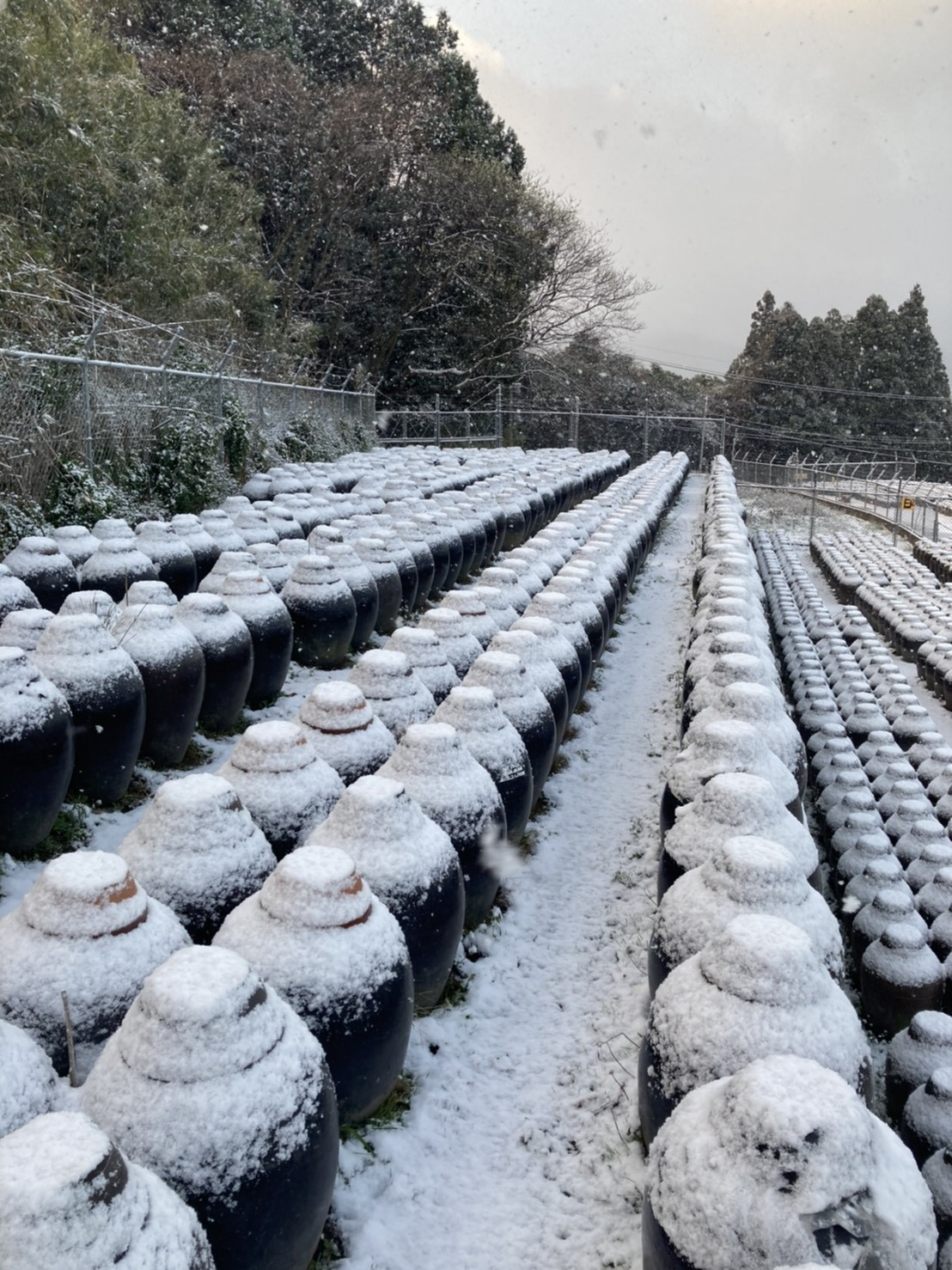 20210218 『黒酢畑も雪で真っ白』2.jpg