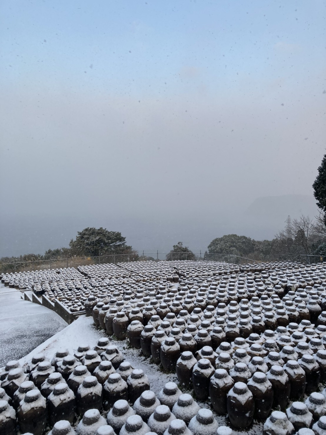 20210218 『黒酢畑も雪で真っ白』4.jpg