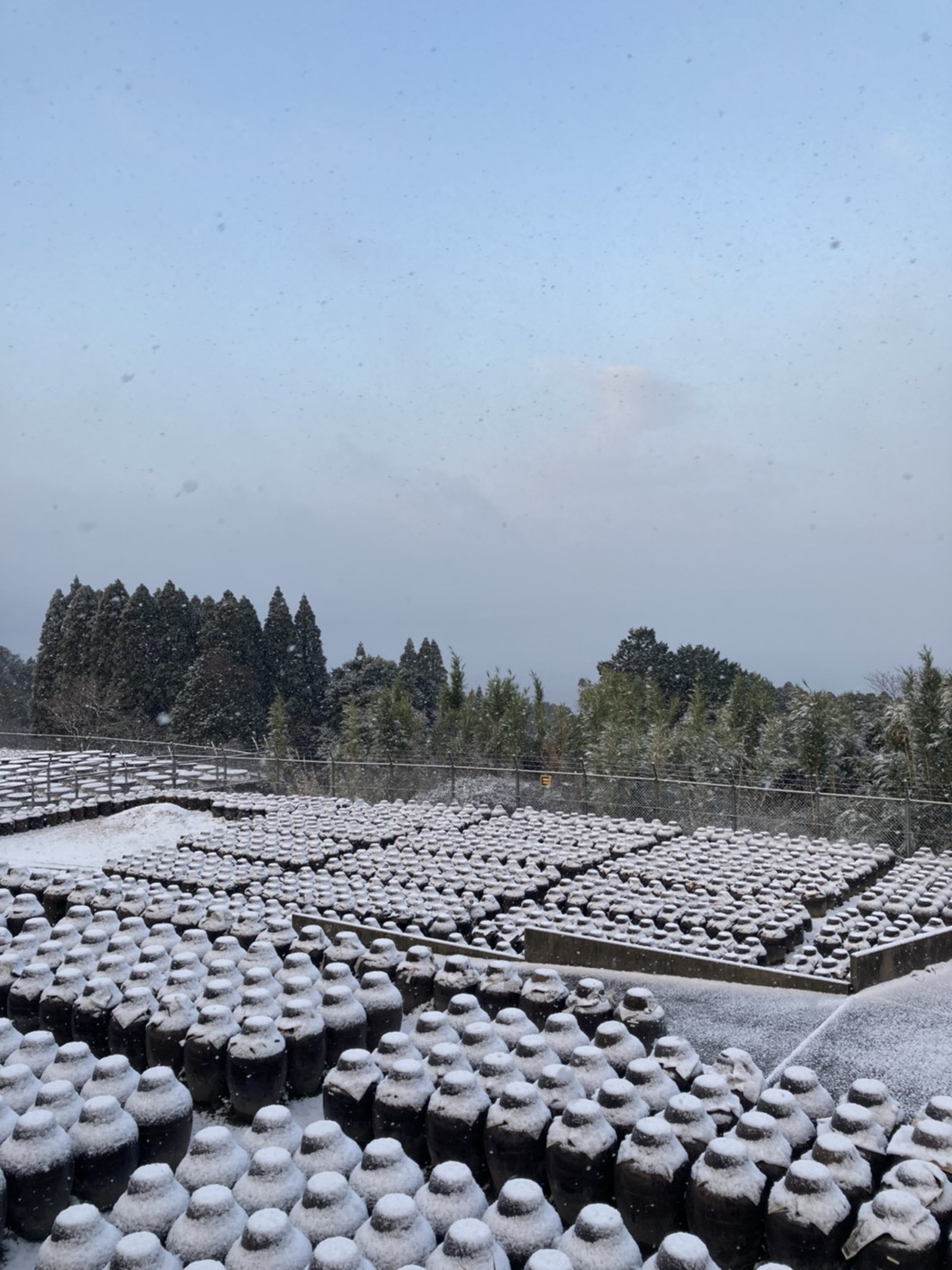 20210218 『黒酢畑も雪で真っ白』5.jpg