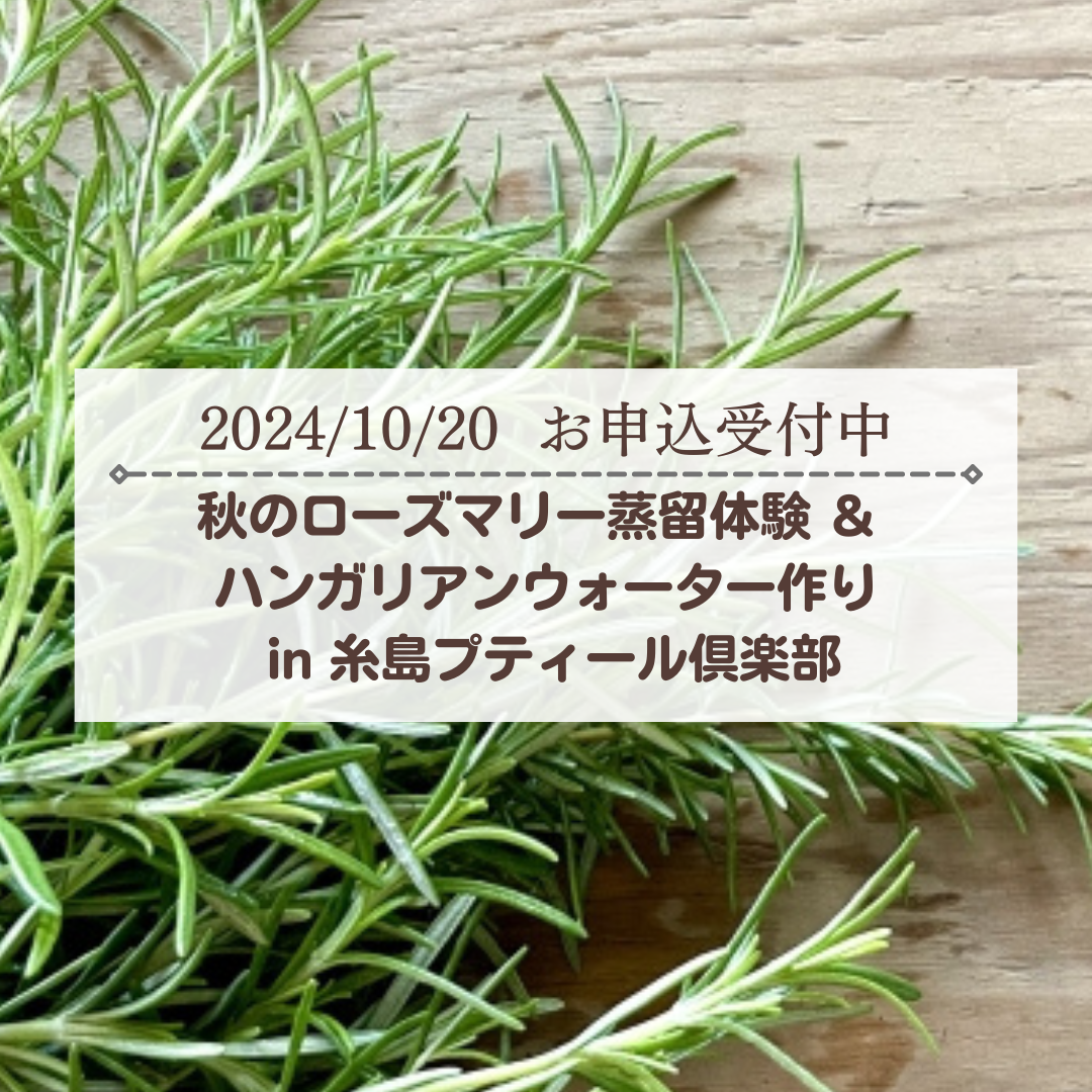 【募集】秋のローズマリー蒸留体験 ＆ ハンガリアンウォーター作り in 糸島プティール倶楽部 〜 10月のワークショップ（2024/10/20）