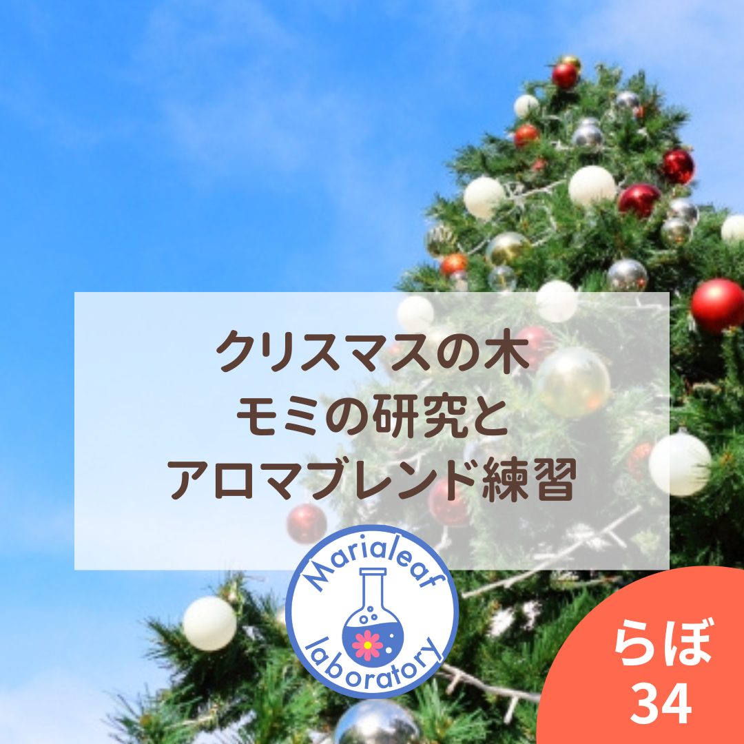 【ご案内】12月のマリアリーフらぼ34 〜 クリスマスの木🎄モミの魅力＆アロマブレンドの練習（2024/12/25）