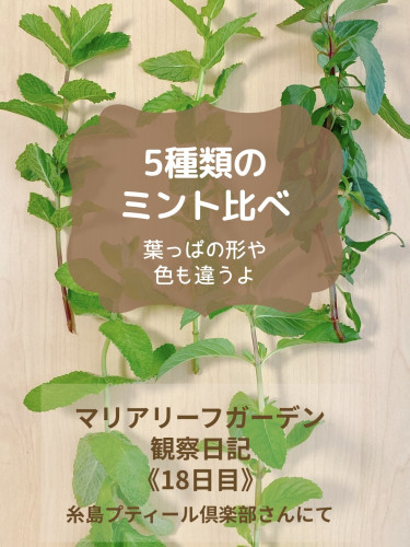 【5種類のミントを徹底比較】葉っぱの形・香り・色の違いを見分けよう｜ハーブ初心者にもおすすめ