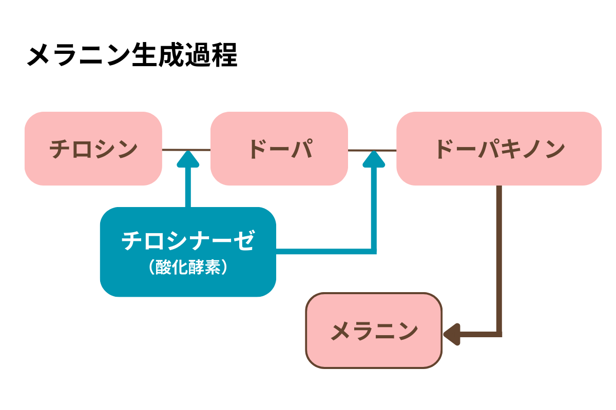 チロシナーゼとアルブチンの関係図
