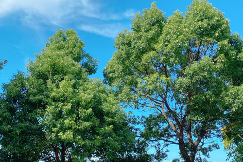 【募集】第44回マリアリーフらぼ｜クスノキの魅力と活用法を学ぶ時間（2025/10/22｜福岡のハーブスクール・マリアリーフ）