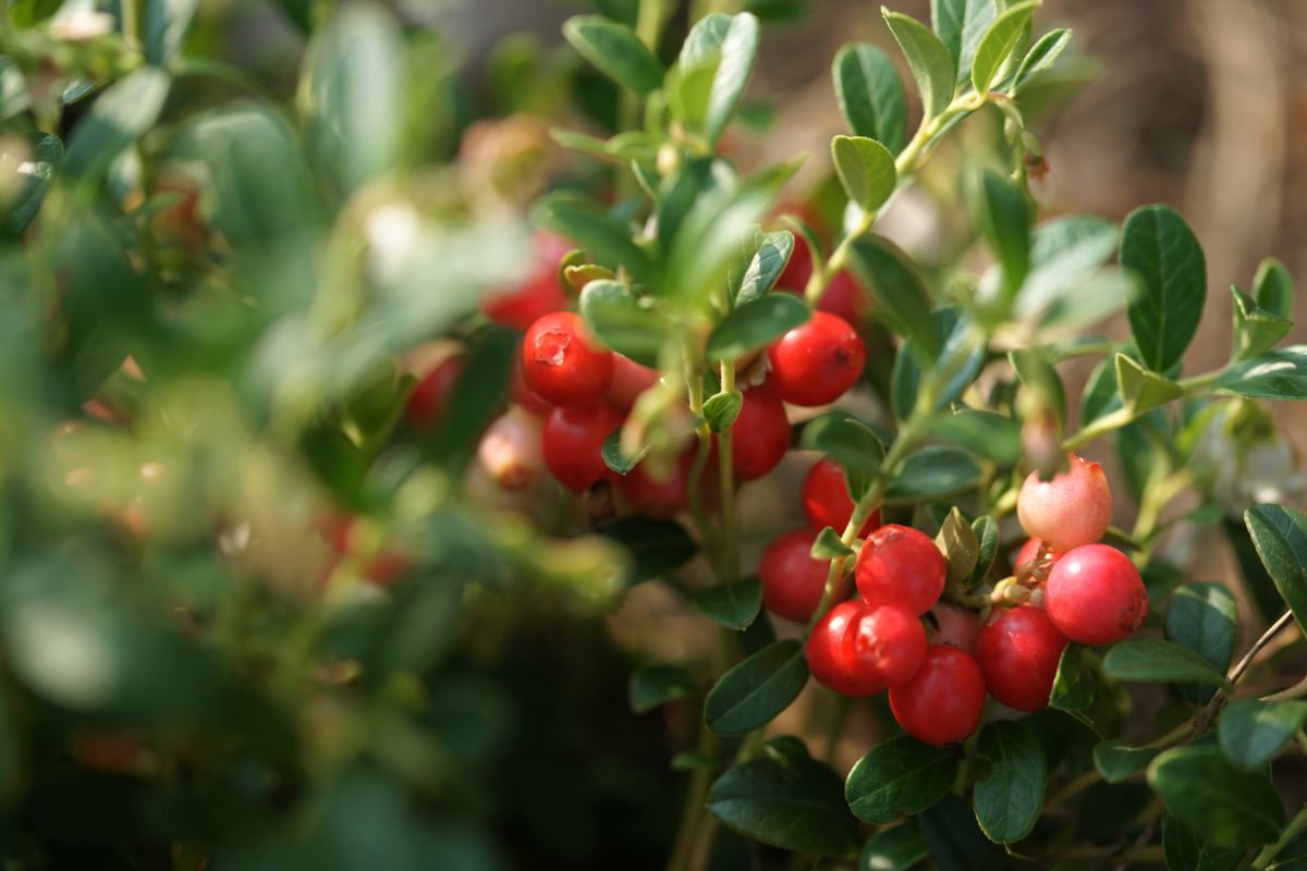 クランベリーを持ってきてくれたしんちゃんへ｜21回目の命日に寄せて