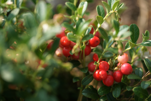 今日は旦那さまの21回目の命日。クランベリーを持ってきてくれたしんちゃんへ♪