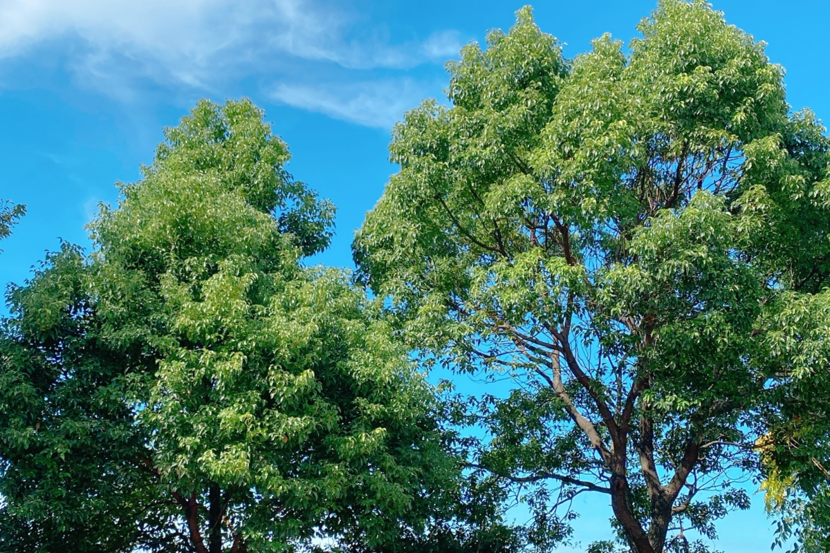 【参加者の声】クスノキの魅力と樟脳の香り｜マリアリーフらぼ44（福岡）学びと気づきの時間