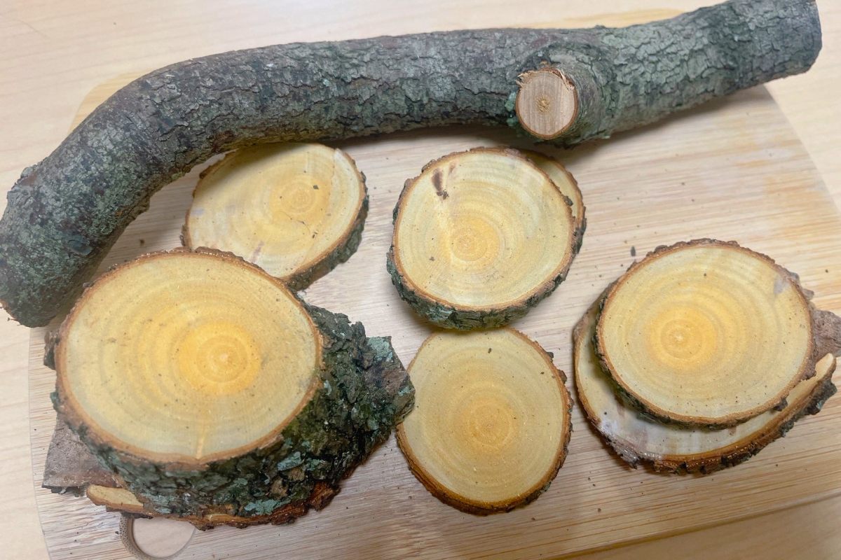 【活動レポ】🌳クスノキに癒されて｜マリアリーフらぼ44レポート（福岡）— 香り・文化・サシェづくりの時間