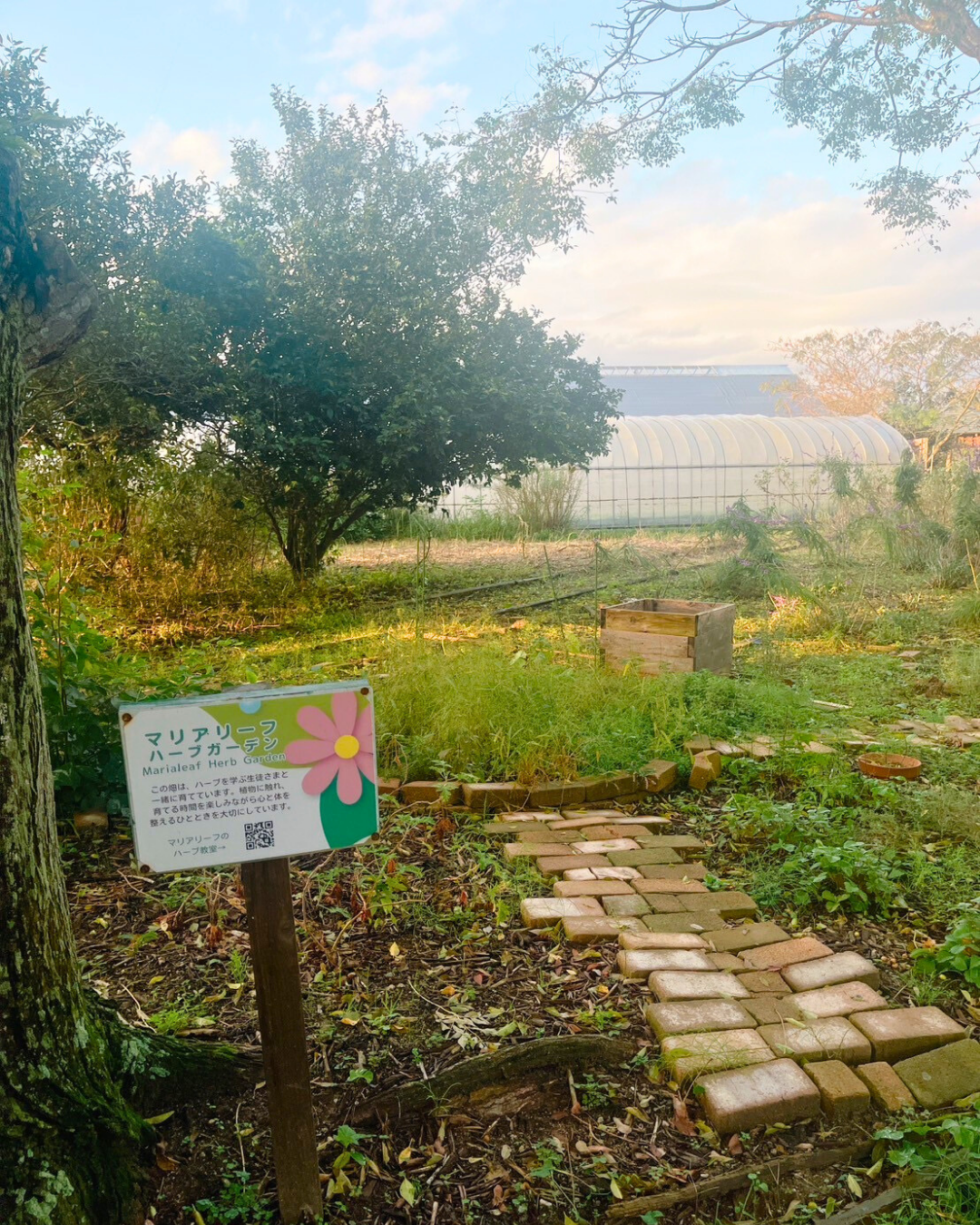 【コラム】秋のマリアリーフガーデン｜糸島プティール倶楽部さんで育つハーブたちの成長記録