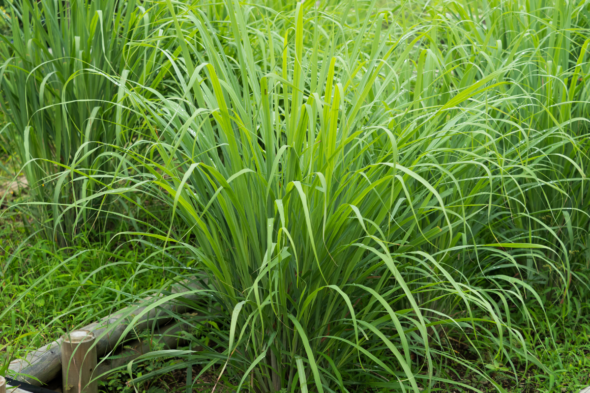 第47回マリアリーフらぼ レモングラスの活用レッスン