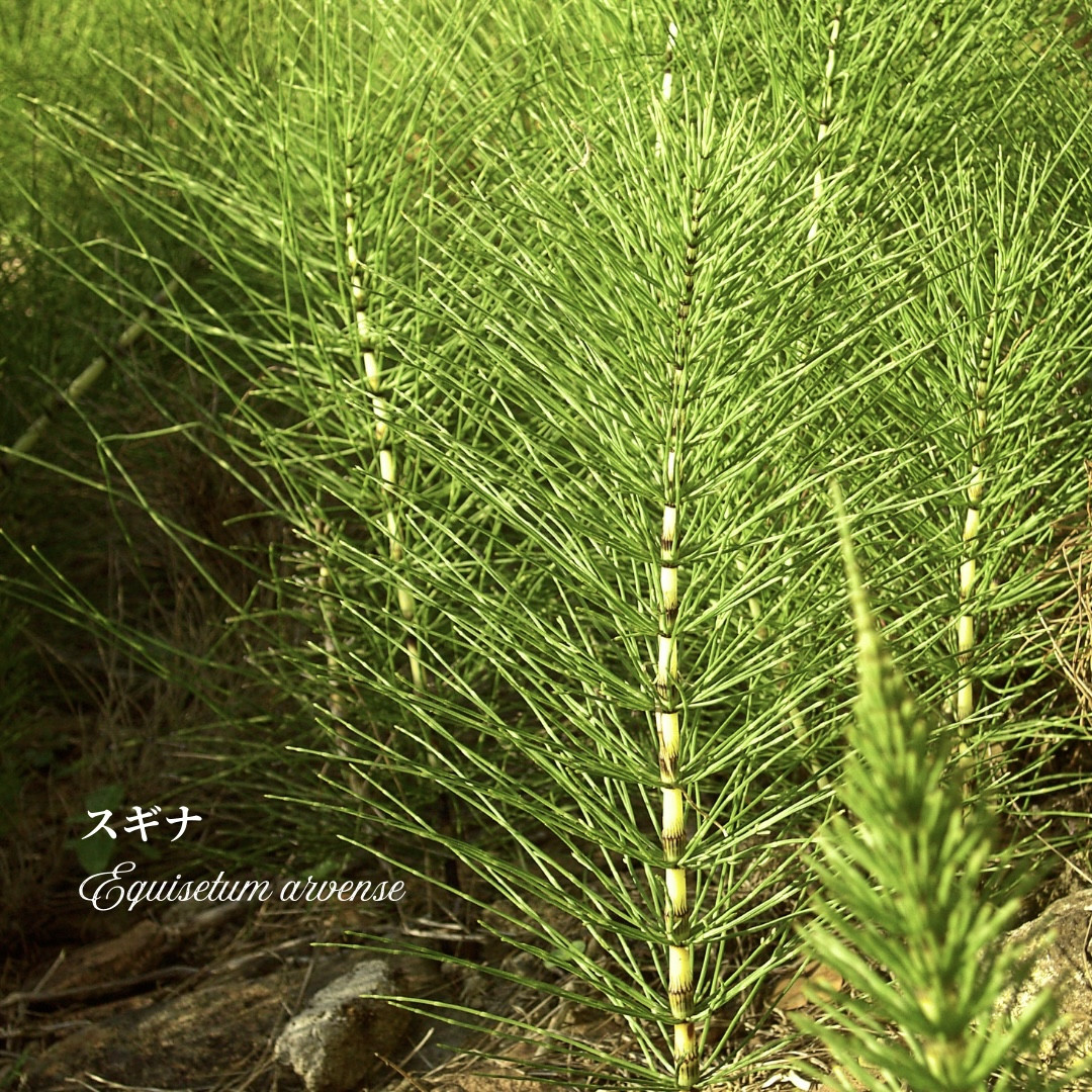 スギナ