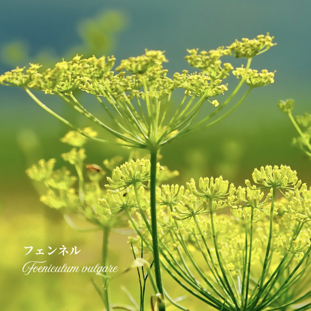 【募集】第48回マリアリーフらぼ｜フェンネルの魅力と暮らしへの活用（2/25・福岡）