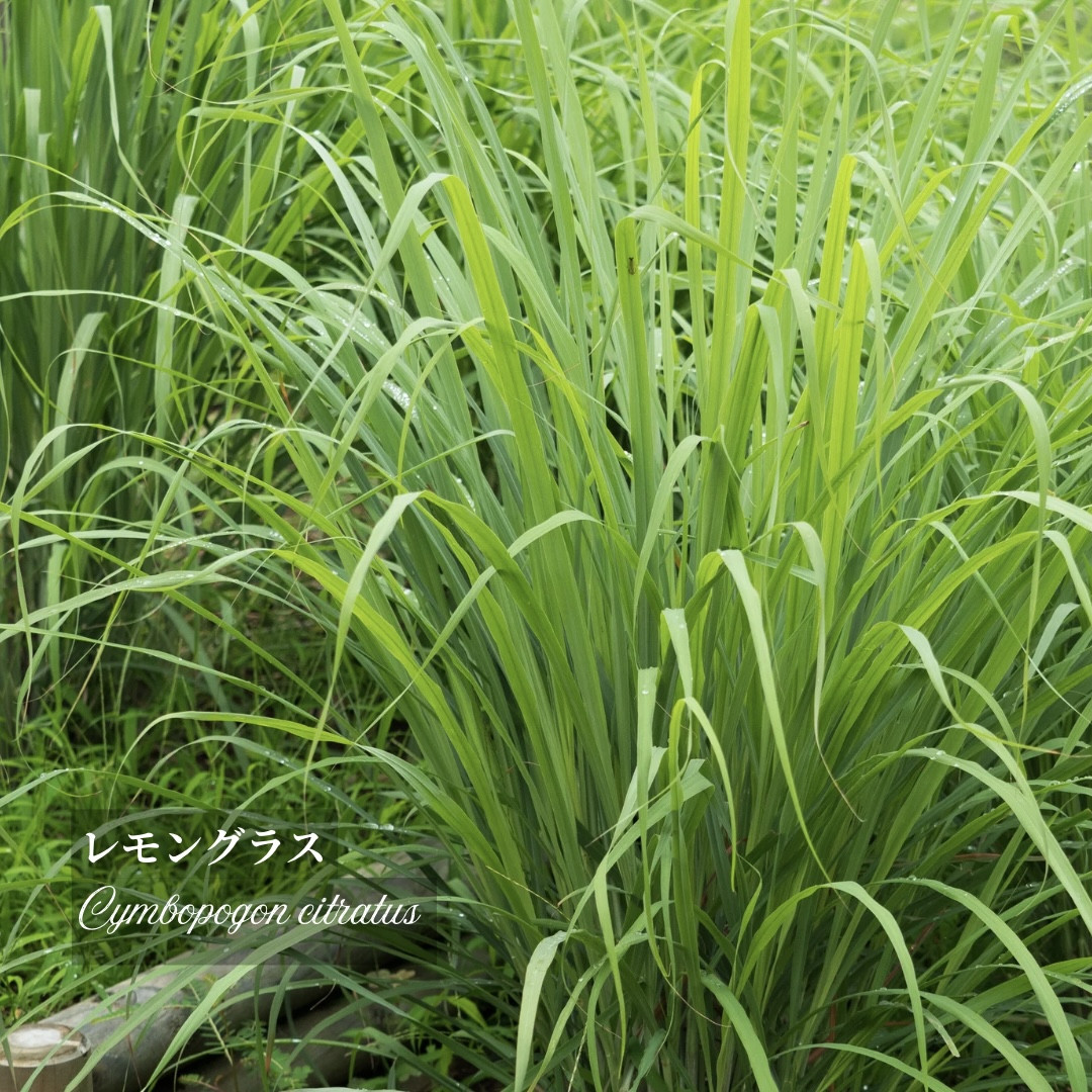 レモングラスとシトラールのイメージ