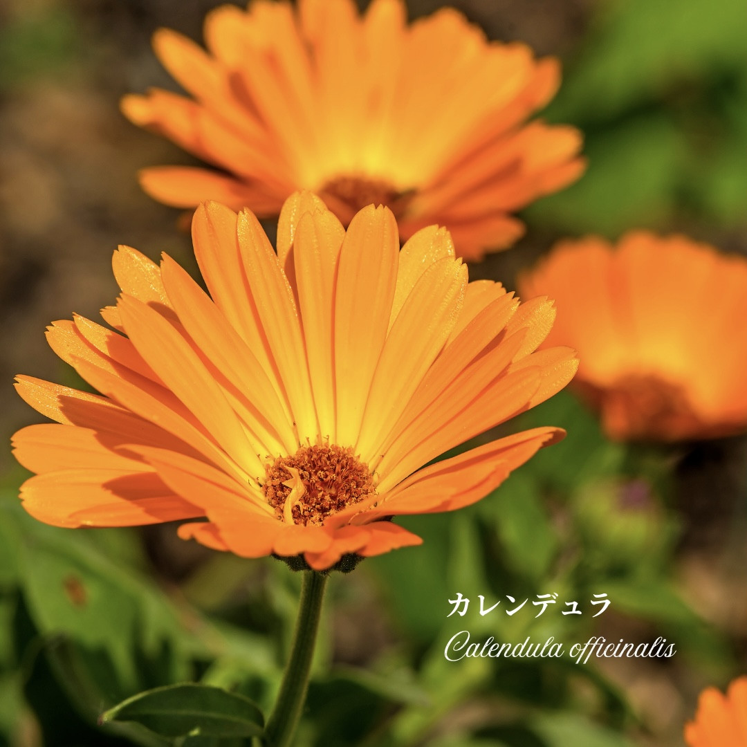 【募集】第49回マリアリーフらぼ｜カレンデュラの魅力＆カレンデュラ軟膏作り（3/25・福岡）