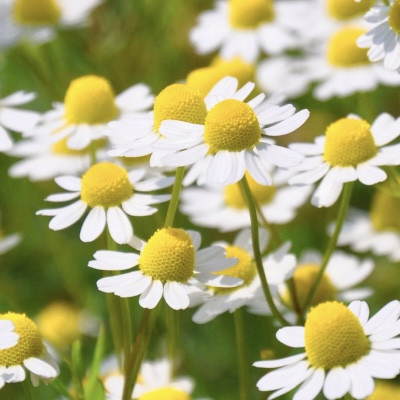 カモミール摘み 糸島 春のハーブガーデン マリアリーフ
