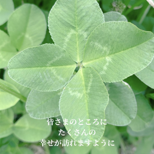 四つ葉のクローバー｜あなたにも、幸せが訪れますように