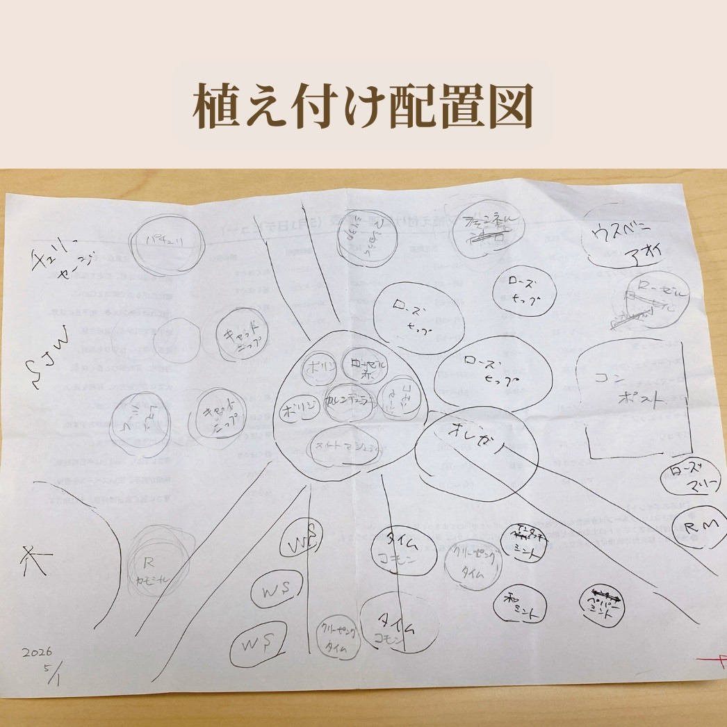 マリアリーフガーデンでハーブ苗の配置を考える様子