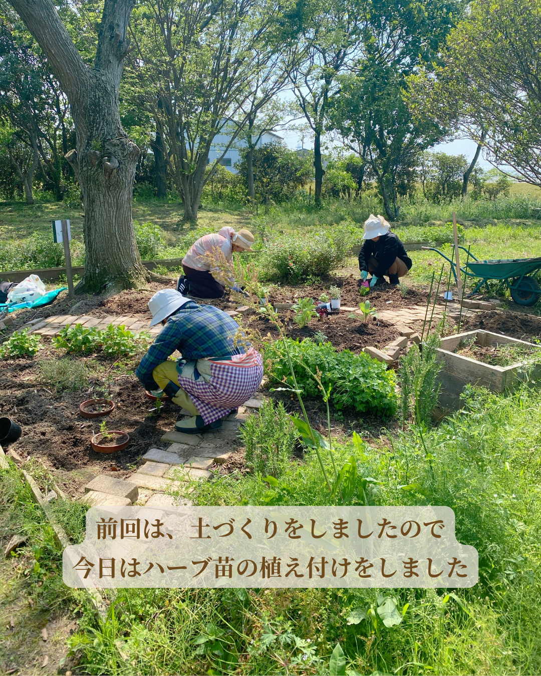 植え付けたハーブ苗