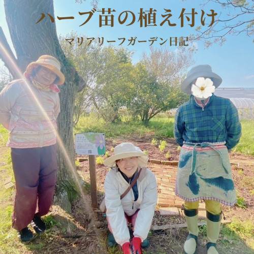【ガーデン日記】糸島でハーブ苗の植え付けをしました｜マリアリーフガーデン