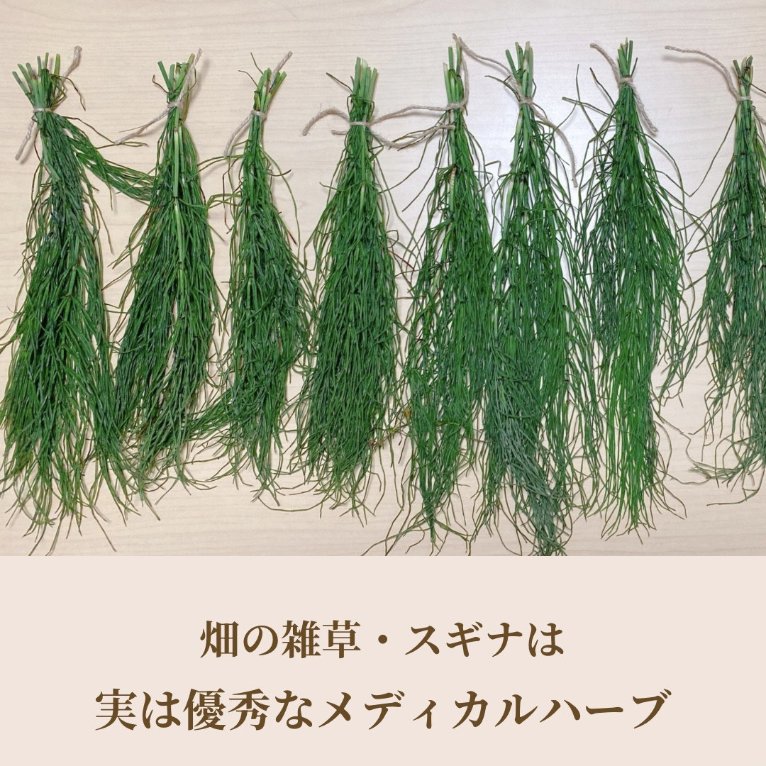 フレッシュハーブ 活用法 スギナ オレガノ ローズマリー