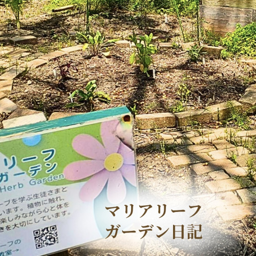 【ガーデン日記】マリアリーフガーデンの水やりレポ｜ハーブたちが元気に育っています