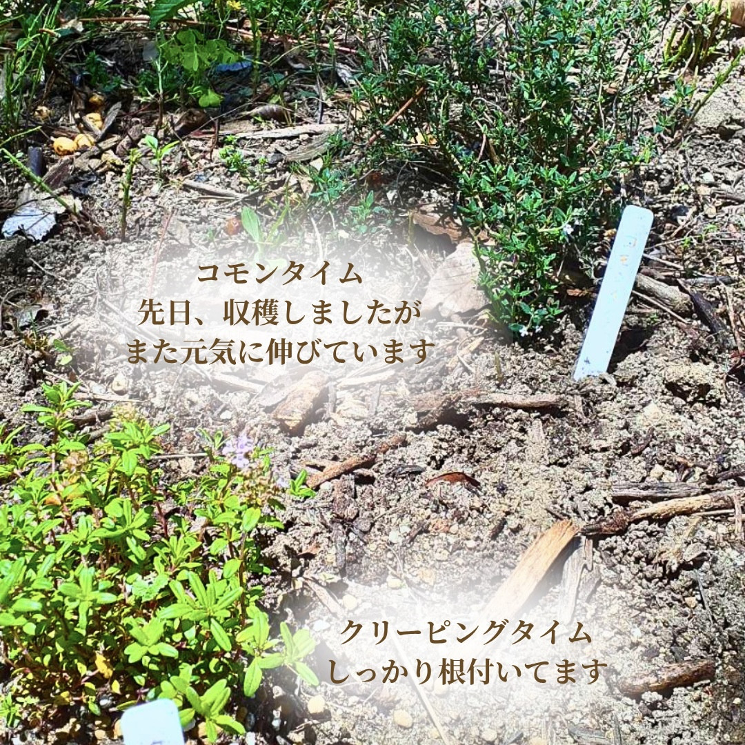 水やり後のハーブたち